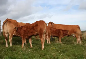 vaches et broutards de race Limousine au pré