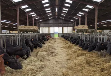 vaches Angus en bâtiment
