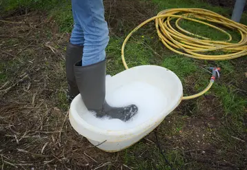 pédiluve élevage bovin