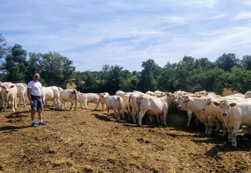 sécheresse Allier charolaises éleveur