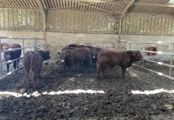litière de déchets verts compostés pour des broutards salers 