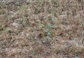 sécheresse prairie temporaire Manche retour de la pluie août 2026