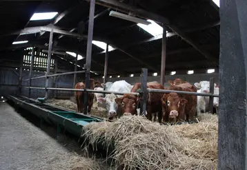 broutards charolais et limousins à l'auge