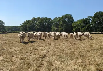 vaches charolaises dans une prairie grillée par la sécheresse