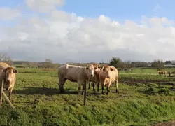 vaches blonde d'aquitaine au pré pyrénées-atlantiques