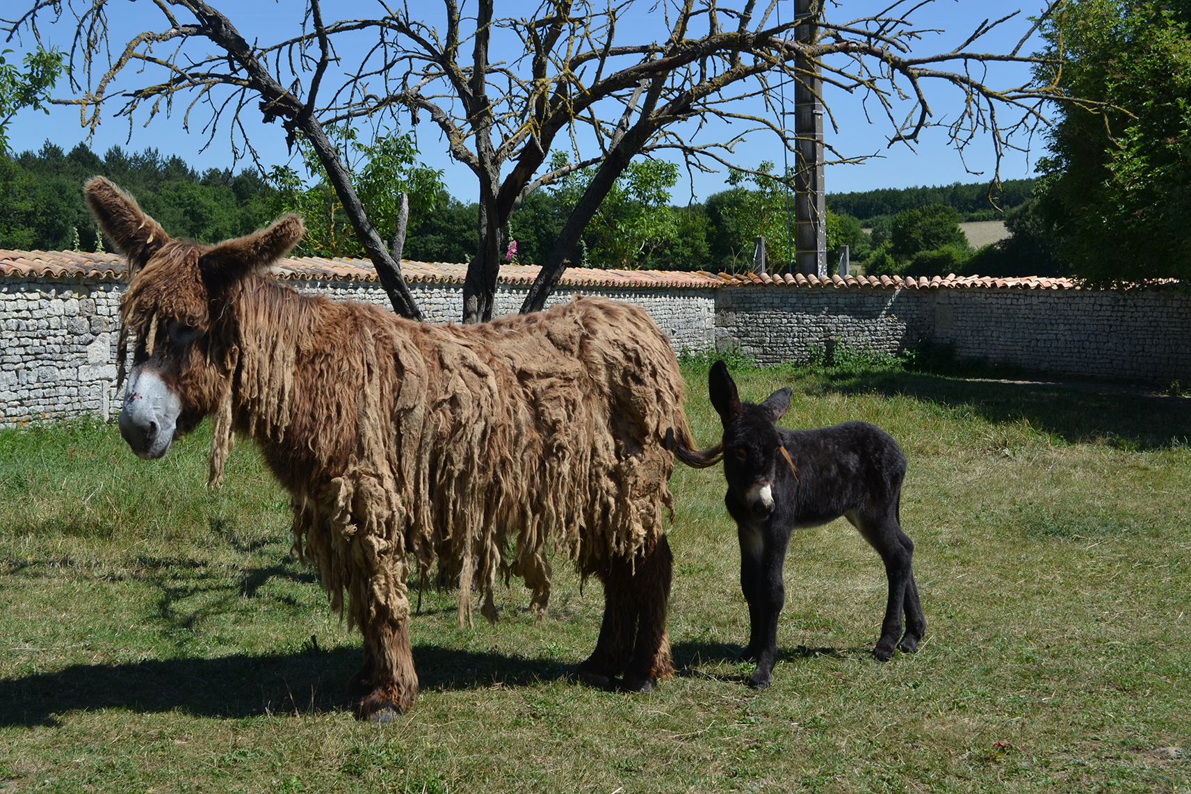 quid s Il faut sauver le Baudet du Poitou Caracterres