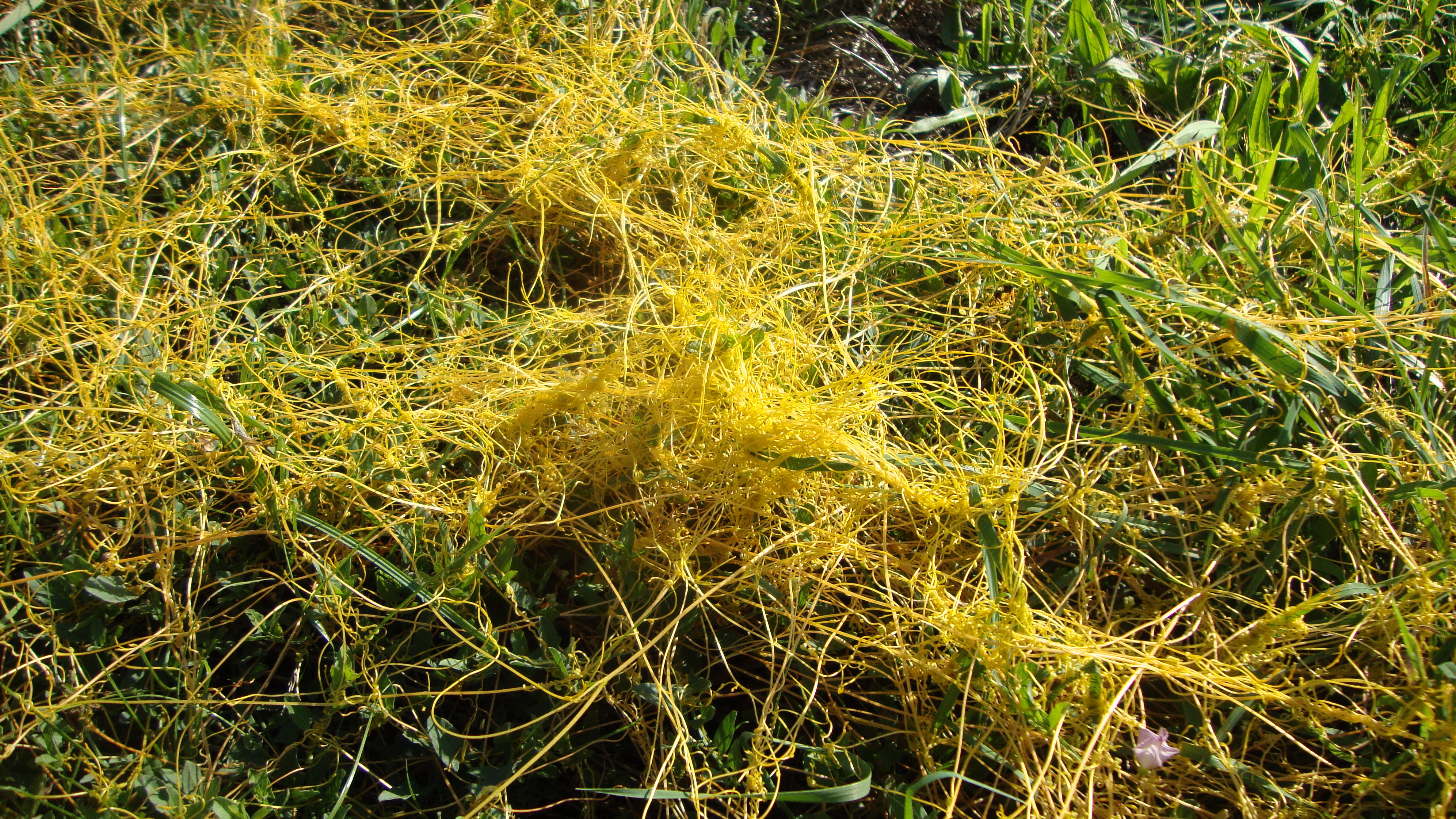 Cuscuta Luzernemaschine