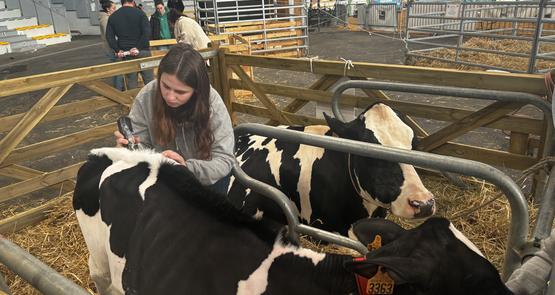 Petite Etoile était la vache star de cette année.