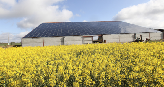 Champ de colza et bâtiment avec des panneaux photovoltaïques.