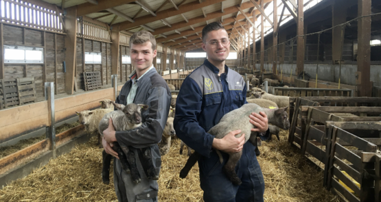 Les cousins Charrier, jeunes installés en élevage ovin près de Bressuire.