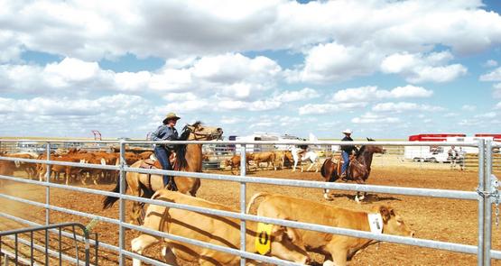 Nouveauté cette année : du tri de bétail à cheval.