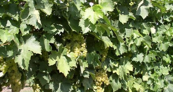 Vignes (Ugni blanc).