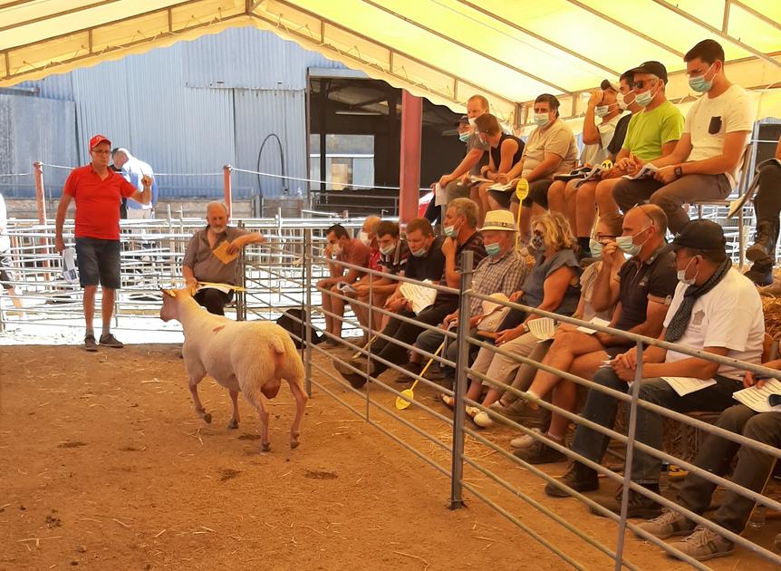 Ovins | Record de vente de béliers rouge de l’Ouest | Caracterres