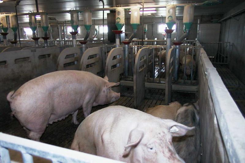Dossier L'enjeu territorial de la production porcine Caracterres