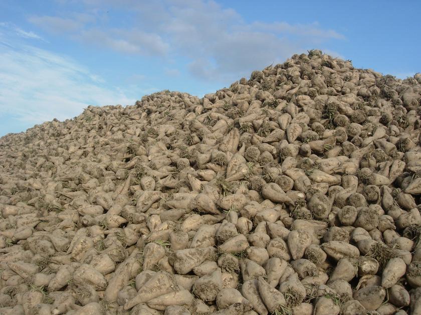 500 000 tonnes de betteraves détruites pour cause d'herbicide non ...