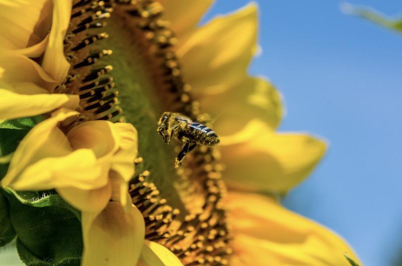 Une Année Mitigée Pour L’apiculture Picto-charentaise 