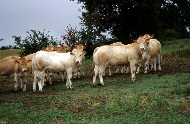 Viande bovine | L’Europe connaît enfin une hausse des cours de la