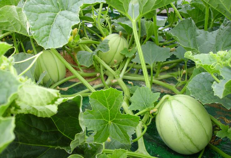 L’Acpel veut mettre en lumière les variétés de melons qui parviennent à mieux supporter les aléas climatiques. 
