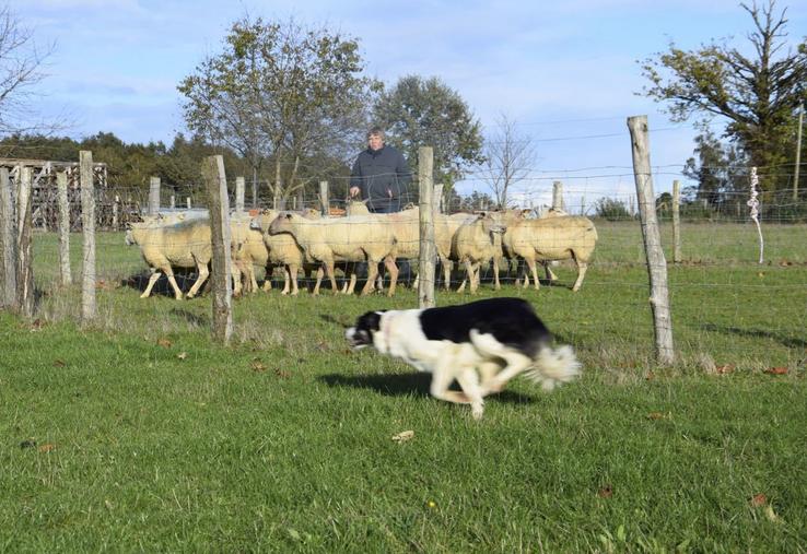 Frédéric Vespreet, éleveur de vaches limousines à Etagnac, avec son chien Tokyo.