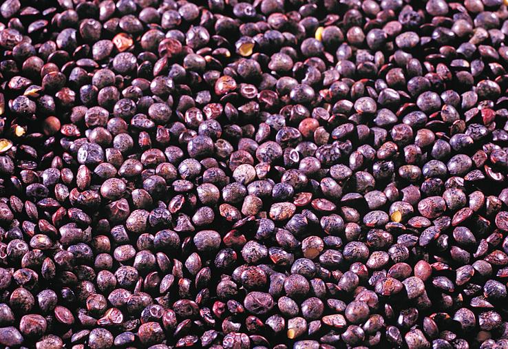 © Inra - Christophe Maïtre