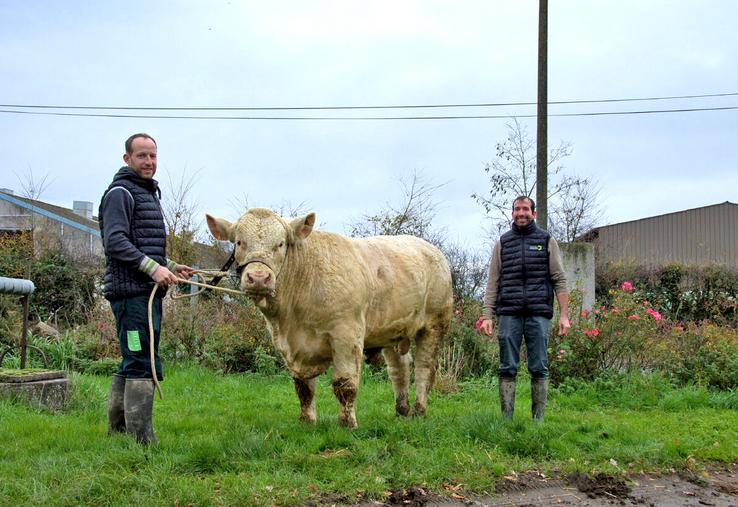 Le taureau Totem (P : Penny P x GPM : Lebonvo), 15 mois, est un produit de l'exploitation. Porteur hétérozygote du gène sans corne, il est proposé à la vente.