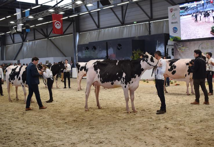 À l’image de la qualité du concours Prim’Holstein, Aquitanima est un événement qui reste prisé pour les éleveurs de la région, et au-delà. 