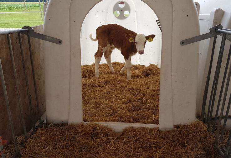 Il faut isoler et traiter les veaux malades le plus rapidement possible.