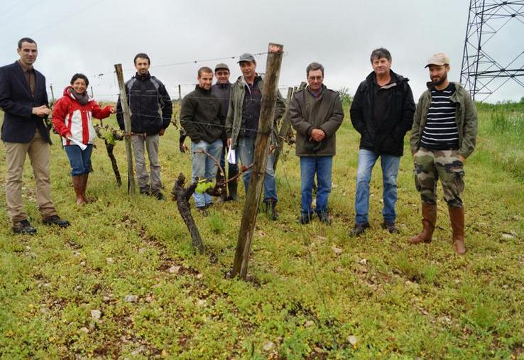 Les huit viticulteurs de Hiersac, encadrés par Jean-Christophe Gérardin (à gauche).