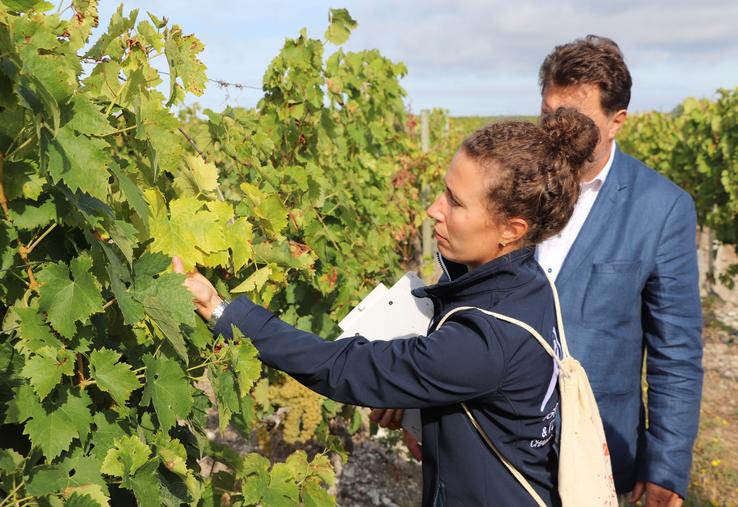 Une fois le pied suspect repéré, il est géolocalisé et fera l’objet d’une analyse pour confirmer la présence ou non de la flavescence dorée