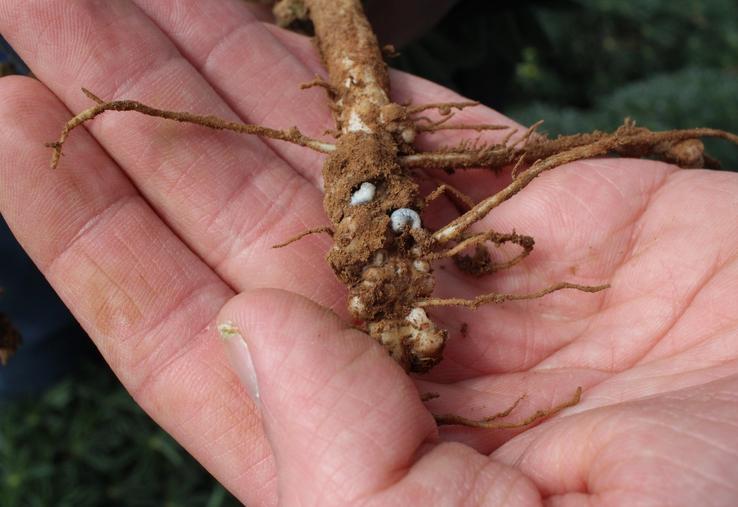 Larves de sitones sur nodosités.