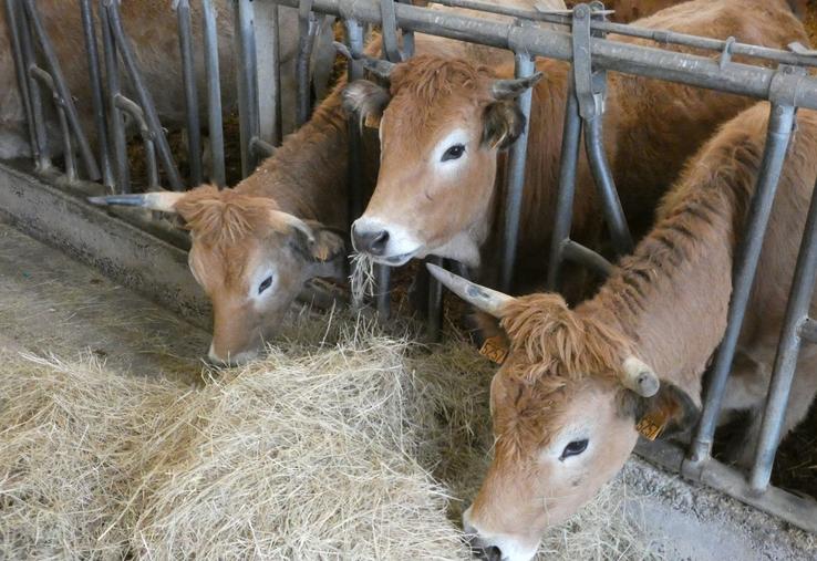L'alimentation et la croissance de la race maraîchine font partie des sujets étudiés.