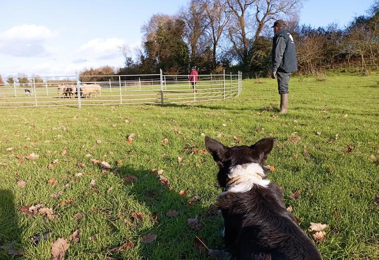 Quatre journées pour apprendre à travailler avec son chien.