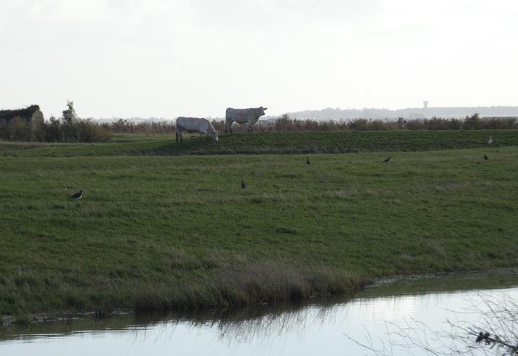 Le développement de l'élevage dans l'estuaire de la Seudre est une option, mais existe-t-il encore des personnes qui veulent s'investir dans ce secteur chronophage ?