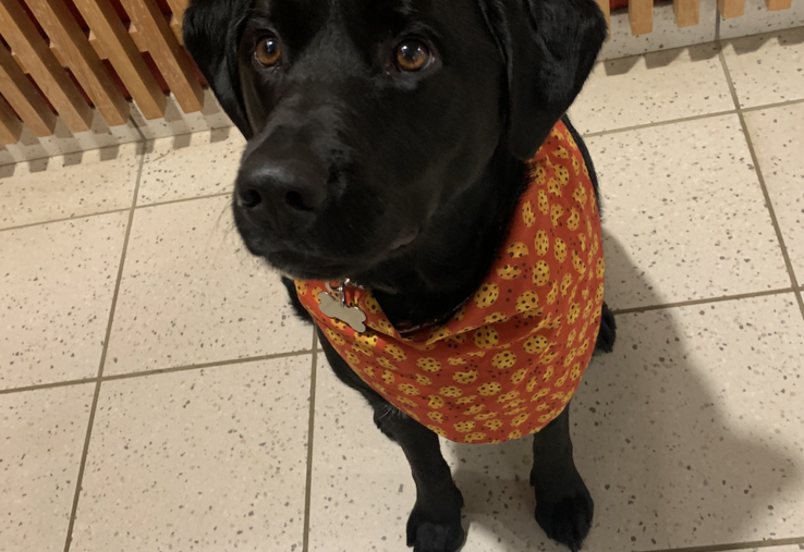 Rio a son propre compte Instagram :
rio_viesco_mediateur