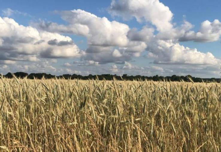 La présence de prairies permanente âgées permet de réduire de 19 % le nombre d'insectes ravageurs dans les parcelles.