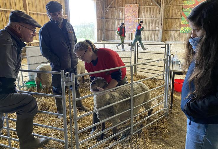 Emy Dillerin, élève à Venours, passe devant les juges Jean-Louis Cordeau et Jean-Yves Longeau pour l'épreuve "Apprécier la santé d'une brebis".