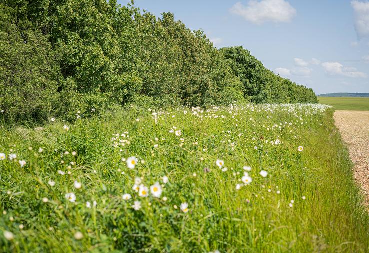 Bande fleurie du projet Taupe à St-Généroux (79)