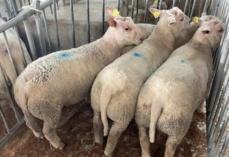 Lot d'agneaux au marché de Parthenay.