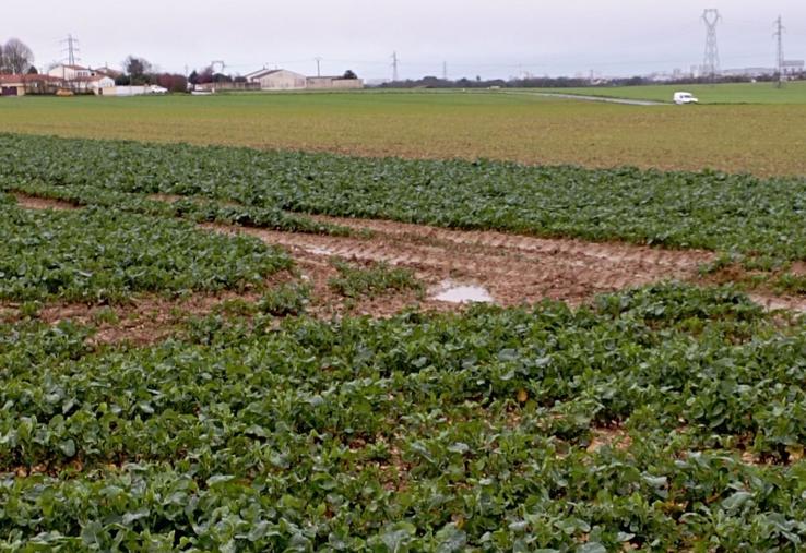 Les situations sont très différentes dans le département pour les semis.