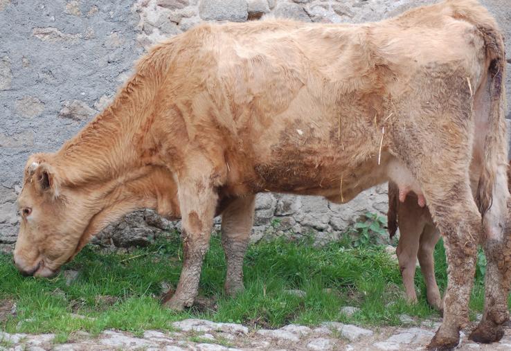 Exemple de vache paratuberculeuse.