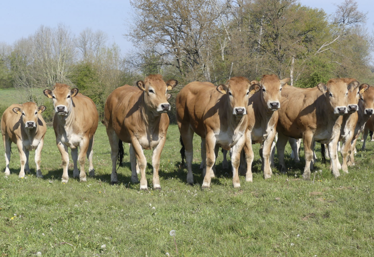 Si, avec presque 20 % des effectifs nationaux, les Deux-Sèvres restent le département présentant le plus de Parthenaises, la dynamique est négative avec -588 animaux entre 2022 et 2023.