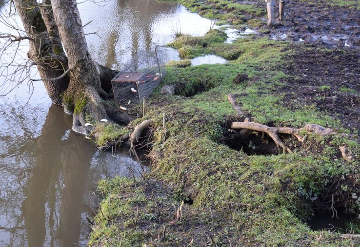 Près de l'arbre, une cage pour piéger le ragondin (à relever avant midi pour le bien-être animal). Sur les berges, les ravages causés par l'espèce sur la structure des sols.