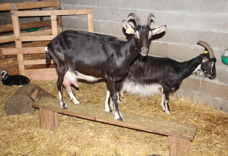 Les éleveurs aménagent les bâtiments avec différents enrichissements du milieu de vie des chèvres (photo d'archives).