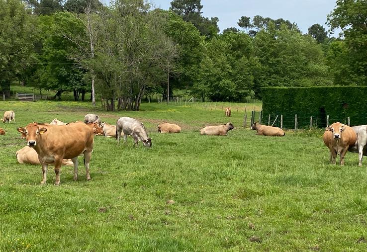 L'humidité résiduelle et la chaleur qui arrive forment un cocktail très favorable aux parasites des prairies.