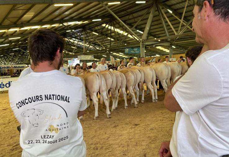 Les éleveurs de Blondes d'Aquitaine arboraient un t-shirt (offert par la Mutuelle de Poitiers) rappelant la tenue de leur National à Lezay, du 22 au 24 août 2025.