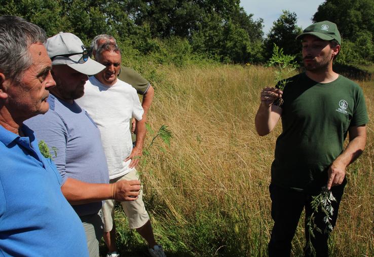 Les collectivités locales prennent part au dispositif de lutte contre l'ambroisie en formant des référents.