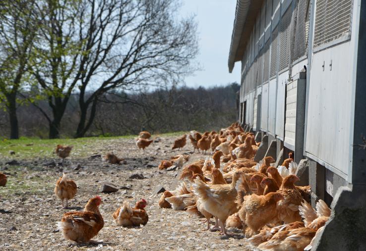 Les viandes de volailles françaises sont peu à peu gagnées par le référentiel European Chicken Commitment : KFC, Quick, Domino's ou encore Subway s'y sont notamment engagés.