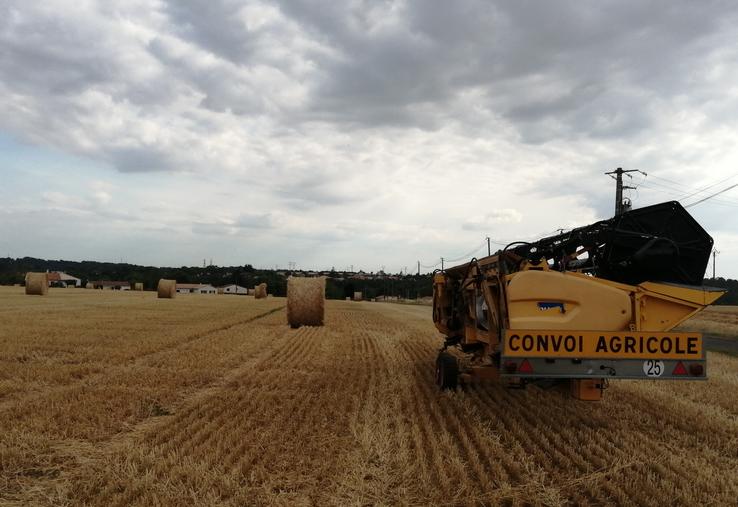 Les premières collectes françaises de blé tendre montrent des rendements inférieurs de 11 % à la moyenne décennale.
