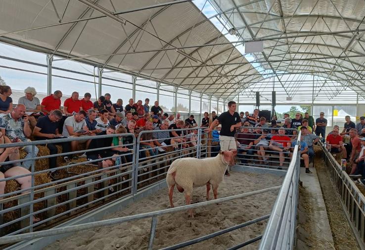 La vente aux enchères de la station Rouge de l'Ouest a attiré une bonne part d'éleveurs utilisateurs.