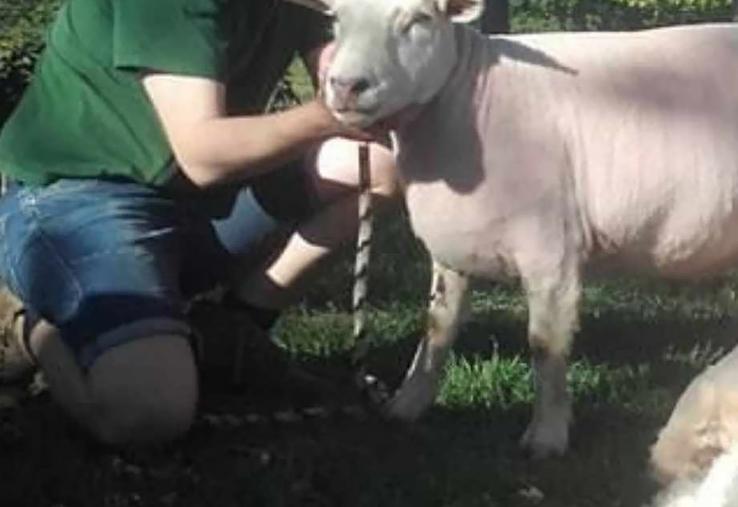 Aurélien Evrard élève des Texel en Wallonie. 